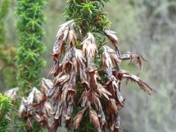 Erica coccinea subsp. coccinea fruits forming in old flowers